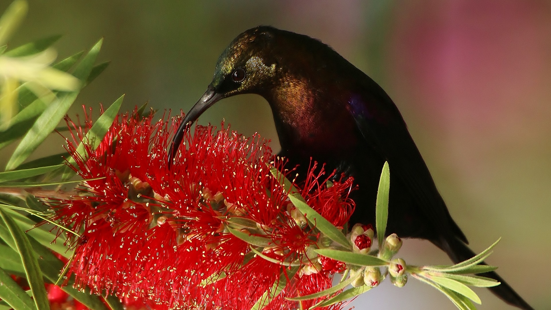 Shining Sunbird — Ana fotoğraf